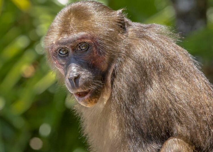 monkey