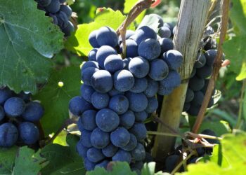 «Nostradomus». La vendemmia, il vino