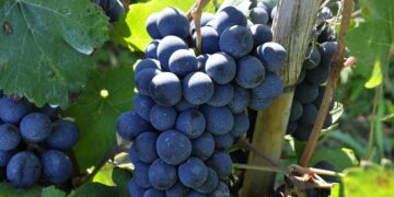 «Nostradomus». La vendemmia, il vino