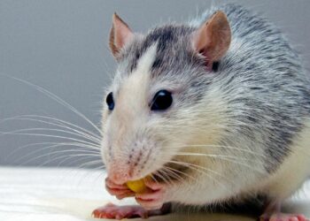 Forscher transplantieren gezüchtete menschliche Gehirnstrukturen in Ratten