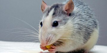 Forscher transplantieren gezüchtete menschliche Gehirnstrukturen in Ratten
