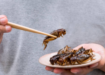 Beware, citizens of the EU: You might be eating insects!