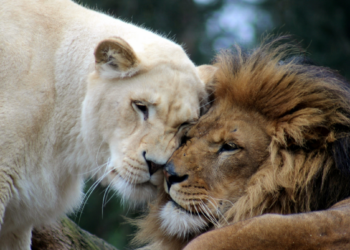 Iguales pero diferentes y complementarios
