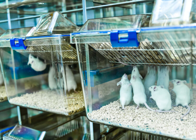 Gli scienziati creano topi di laboratorio senza madre che potrebbero aprire la strada agli uomini gay per avere figli