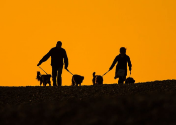 Más perros que hijos