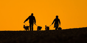 Más perros que hijos