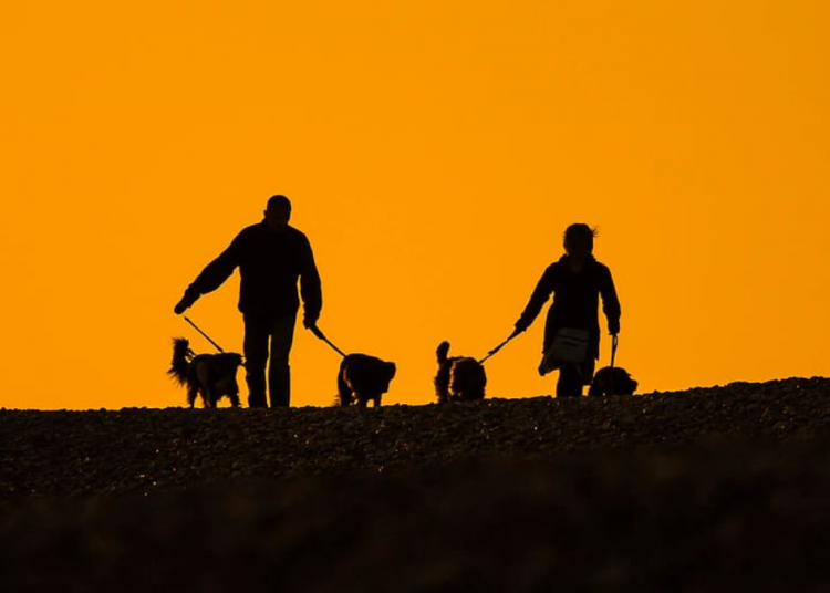 Más perros que hijos